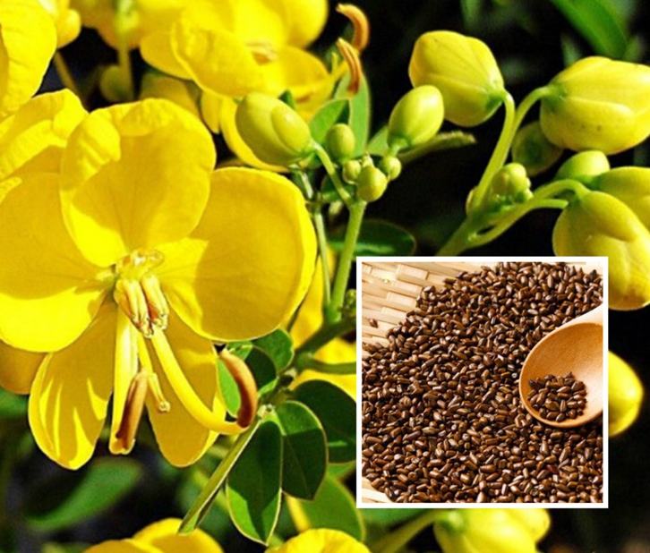 決明子進(jìn)口報關(guān)流程