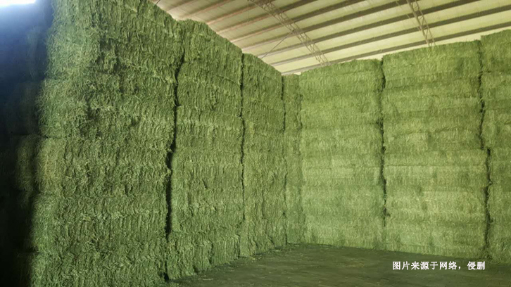 進口意大利苜蓿草報關流程