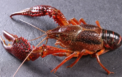 鮮活小龍蝦進(jìn)口清關(guān)怎么操作？需要多長(zhǎng)時(shí)間？