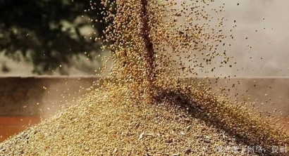 俄羅斯菜籽粕進口報關資料_天津菜籽粕飼料清關費用