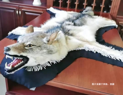 進(jìn)口狼野生動(dòng)物標(biāo)本報(bào)關(guān)資料-瀕危動(dòng)物制品通關(guān)要點(diǎn)