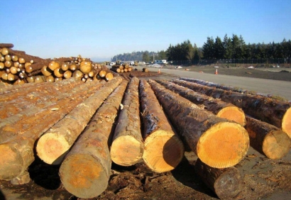 寧波木材進口報關公司哪家好-專注進口報關17年