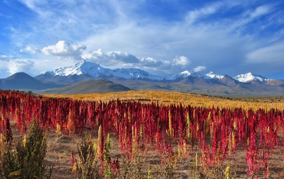 天津藜麥進(jìn)口報關(guān)代理