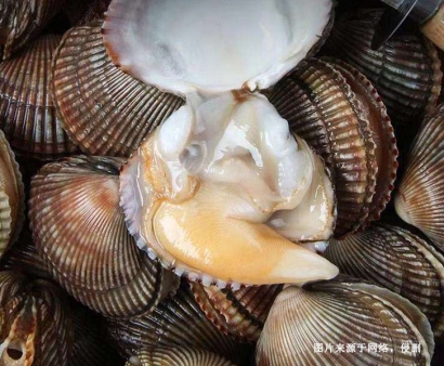 菲律賓扇貝進口報關資料8樣-19年水產品AEO報關行