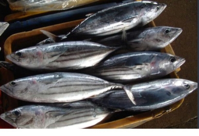 日本金槍魚(yú)進(jìn)口報(bào)關(guān)_找海鮮進(jìn)口報(bào)關(guān)代理公司