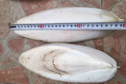 工業用墨魚骨代理報關進口小知識，快來看一下