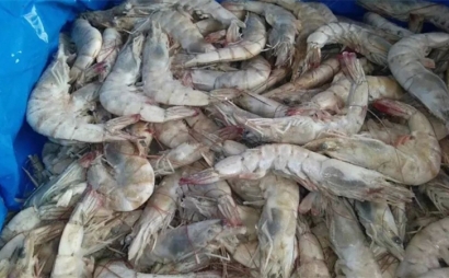 厄瓜多爾冷凍蝦進口清關代理一站式所需資料以及資質