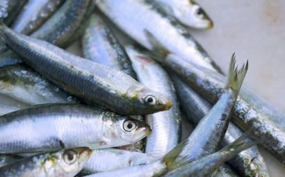 進(jìn)口沙丁魚(yú)報(bào)關(guān)代理所需資料以及進(jìn)口商所需資質(zhì)