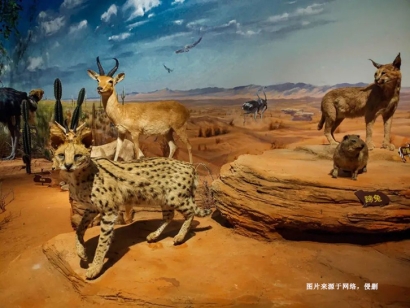 瀕危野生動物標本進口報關流程_如何進口動物制品