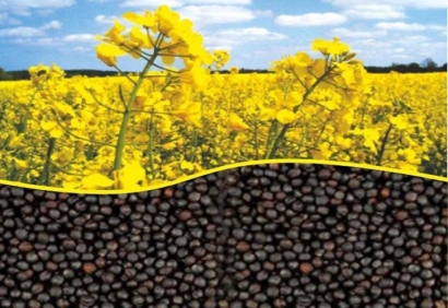 加拿大油菜籽粕進口報關資料有這幾樣-飼料清關