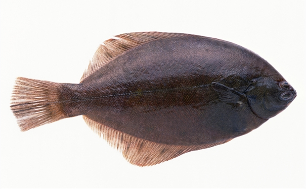 比目魚進口報關(guān)你知道多少? 比目魚進口報關(guān)