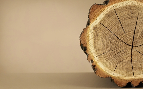 1598576747425075.jpg 刺槐木材進(jìn)口清關(guān)代理