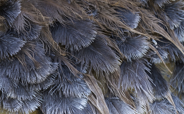 【進(jìn)口鴕鳥毛清關(guān)代理】的流程,一般貿(mào)易進(jìn)口鴕鳥毛 進(jìn)口鴕鳥毛清關(guān)代理