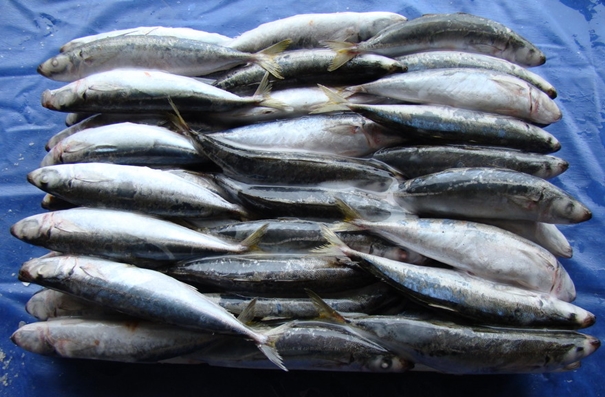 1629369839242891.jpg 青島進口水產(chǎn)品報關(guān)