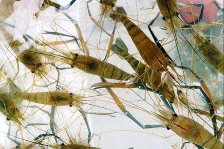 1656325313412308.jpg 深圳空運進口印尼海鮮報關_副本.jpg